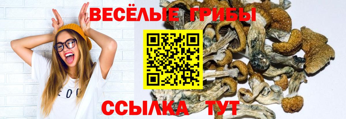 Псилоцибиновые грибы Psilocybe Пыть-Ях